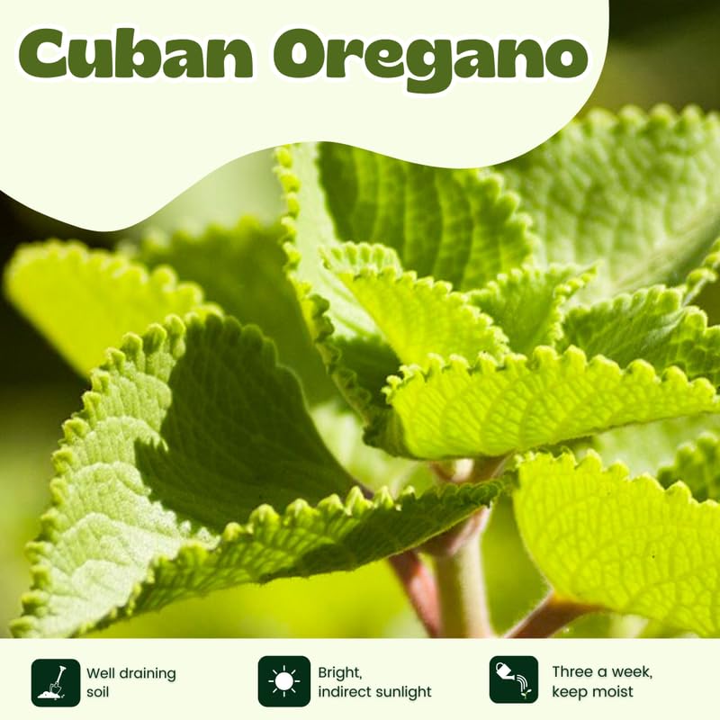 Set 4 Cuban Oregano Live Plant, Oregano Plants, Spanish Thyme Vegetable Plants Live, 3-5 Inch for Plating