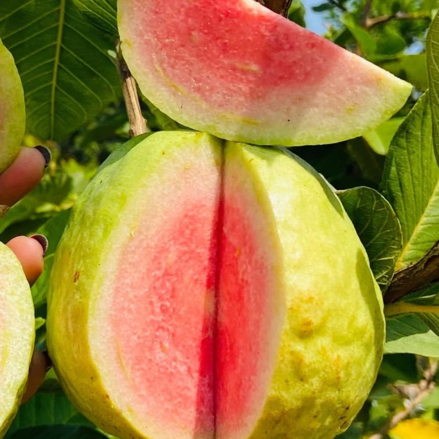 Pink Guava Tree Live, 8-10 Inc Tall Tropical Fruit Tree, Sweet Guava Plant for Outdoor or Indoor Planting, Well-Rooted