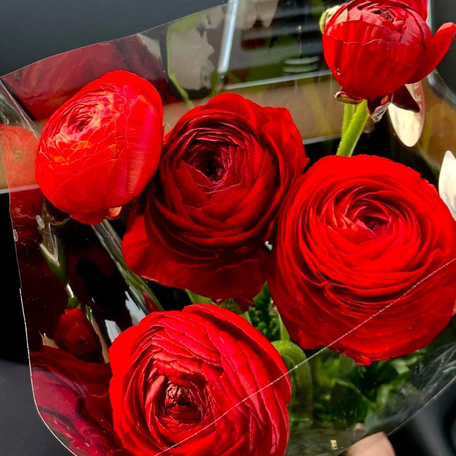 Ranunculus Bulbs, 25 Ranunculus Bulbs, French Peony Style Buttercup Corms, Spring Blooming Garden Flowers, Vibrant Flower Plant (Red Ranunculus)