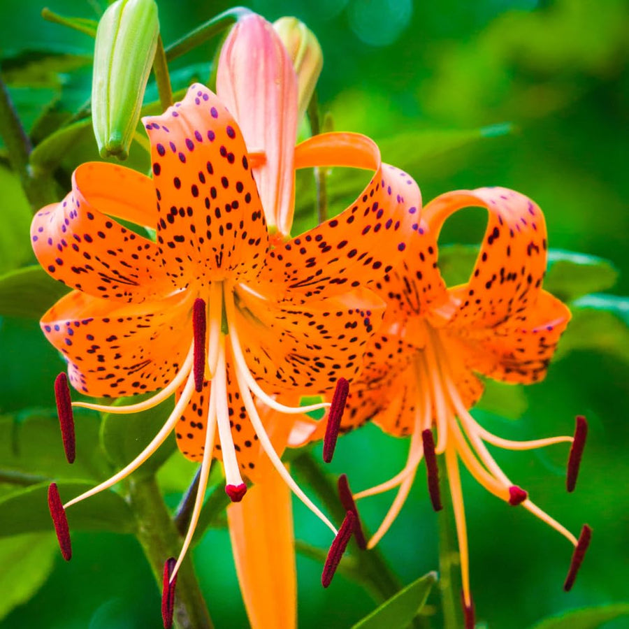 10 Turks Cap Lily Bulbs for Planting, Lily Bulbs Flower Gardening Indoor Outdoor