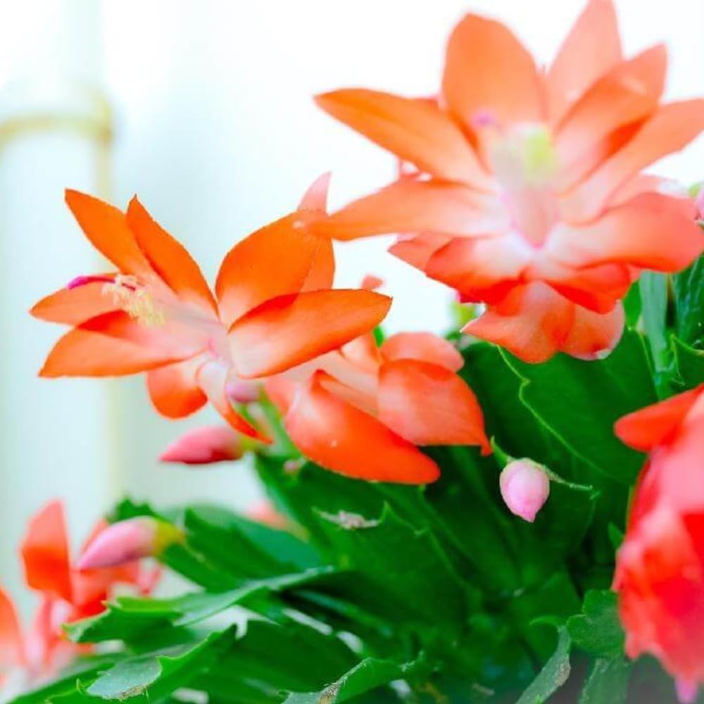 Christmas Cactus Plant Live, Holiday Cactus Live Plant, Hanging Baskets Houseplants, 4 Inc Potted (Orange)