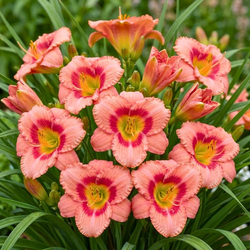 Pack 10 Daylily Bulbs for Planting Spring, Fast Blooming Hardy Perennial Lily Bare Roots for Outdoor Growing (Strawberry Candy Day Lily)