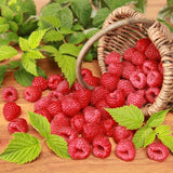 Raspberry Plant in 3 Inch Pot, Red Sweet Berries Starter Plant, Raspberry Plants Live for Planting Outdoor