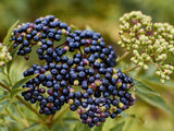 3 American Elderberry Tree Live Plant for Planting 6-12 Inc Tall, Black Elderberry Bush Live Plant, Sambucus Canadensis Elderberry Plant Live Bareroots