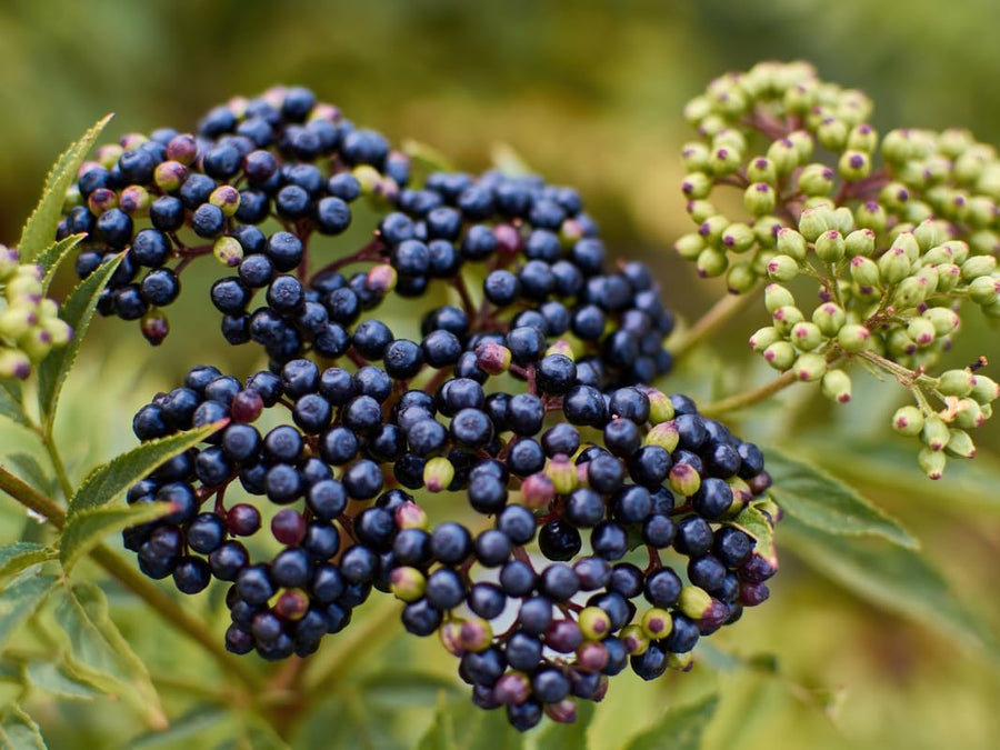 3 American Elderberry Tree Live Plant for Planting 6-12 Inc Tall, Black Elderberry Bush Live Plant, Sambucus Canadensis Elderberry Plant Live Bareroots