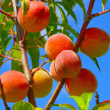 Red Yellow Peach Tree Live Plant, 1 Year Old Seedling, 7 to 14 Inches in Tall, Winter Hardy and Dormant, No CA
