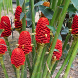 2 Awapuhi Shampoo Ginger Live Plant, Zingiber Zerumbet Pinecone Ginger Lily, 3-5 Inch Tall, Rooted Live Plant for Outdoor Planting