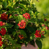 2 Lantana Plants Live, Perennial Live Flowering Lantana, Container Growing 4-9 Inch Tall - Red