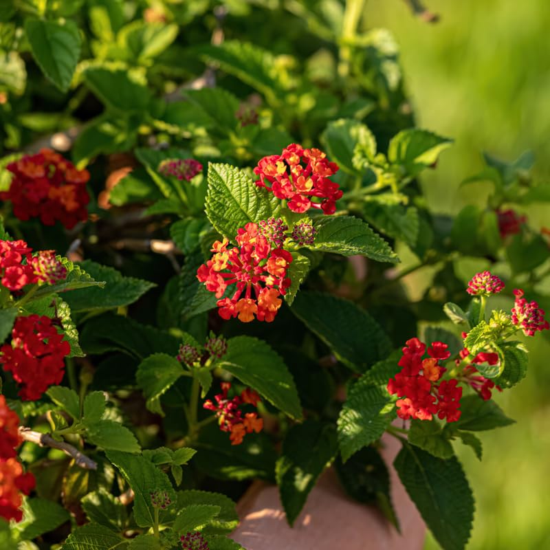 2 Lantana Plants Live, Perennial Live Flowering Lantana, Container Growing 4-9 Inch Tall - Red