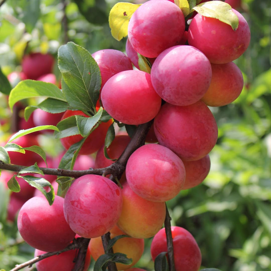 24 Live Plum Cuttings, 12–24 Inches Tall, Sweet Edible Fruit Rooted Cuttings, Ready to Grow, Suitable for Outdoor Planting