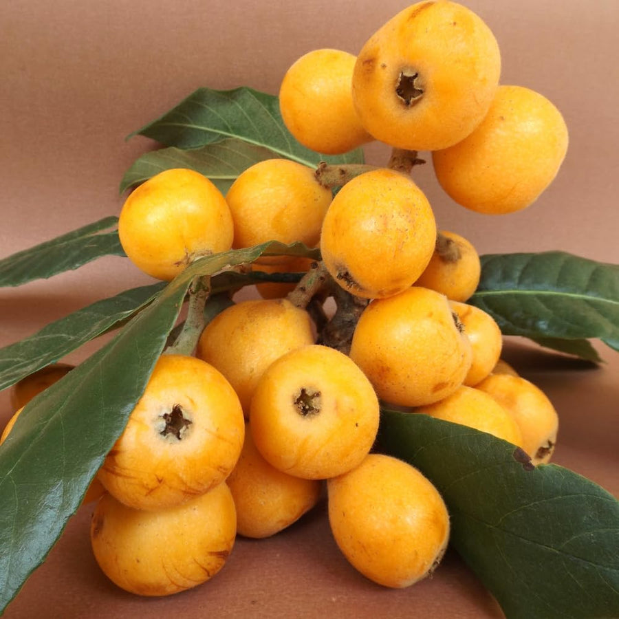 Loquat Plant, 7-10″ Tall Loquat Fruit Tree Live Plant in 4 Inch Pot, Tropical Fruit Tree for Planting, Well Rooted