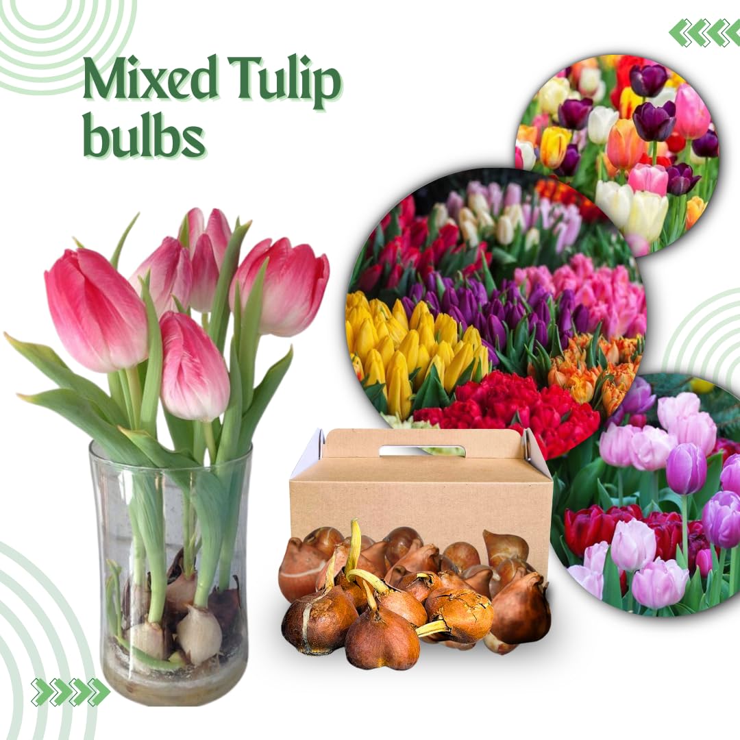 10 Random Tulip Bulbs for Spring Planting, Cold Hardy, Mixed Tulip Color for Gardens, Borders