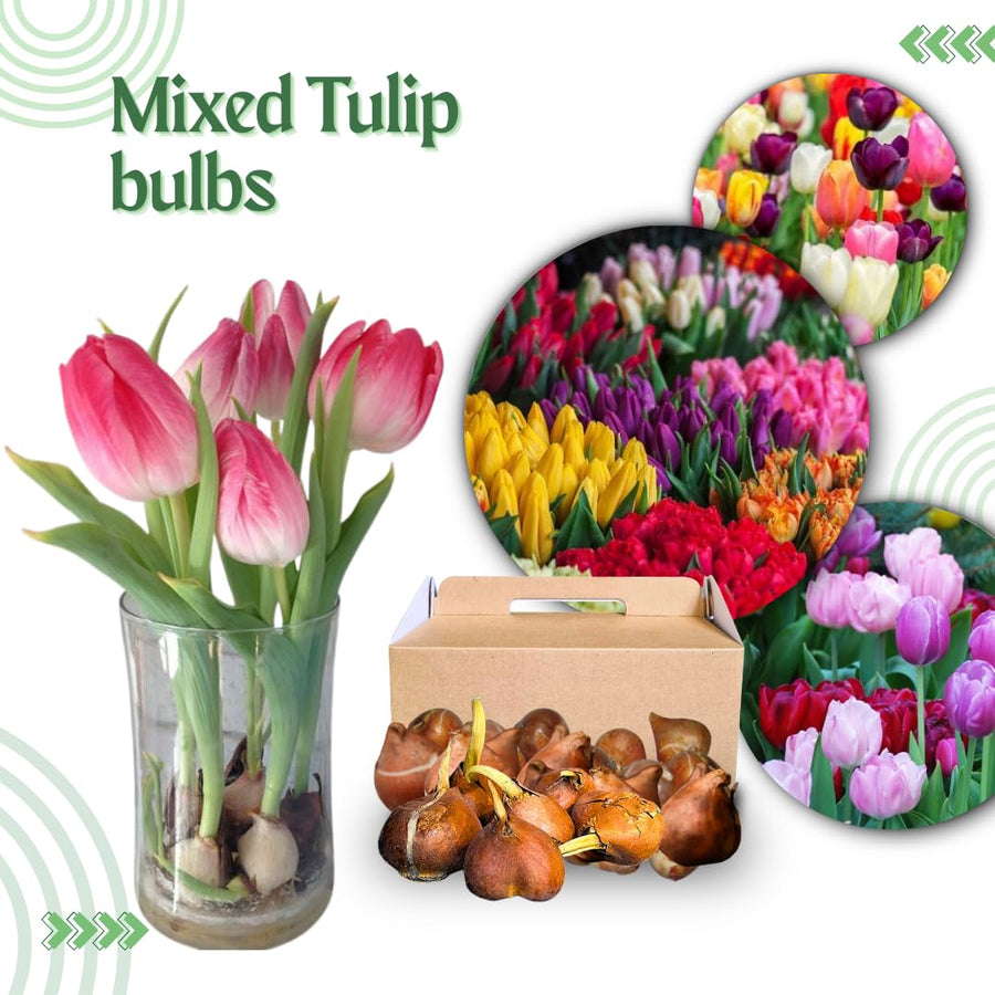 10 Random Tulip Bulbs for Spring Planting, Cold Hardy, Mixed Tulip Color for Gardens, Borders