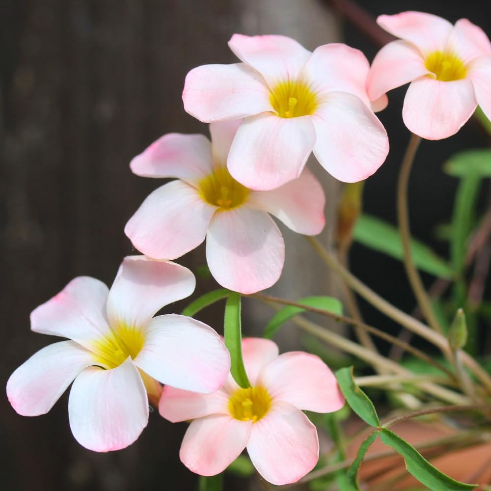 Oxalis Plant Live, Shamrock Spring Flower, 4 Inc Pot, Ornamental Oxalis Plant Live for Indoor Outdoor Garden, 4-8'' Tall (Light Peach)