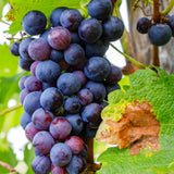 Red Blue Grape Vine Plant Live for Planting, Grape Plant Live Grape Tree 1-2 Years Old, Grape Fruit Tree for Planting