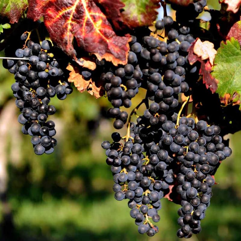 Black Grape Vine Plant Live for Planting, Grape Plant Live Grape Tree 1 to 2 Years Old, Grape Fruit Tree for Planting
