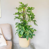 2 Monstera Plants Live, Swiss Cheese Philodendron Plant, Ornamental Tropical Well-Rooted, 4 to 5 Leaves for Indoor Houseplant (Mini Monstera)