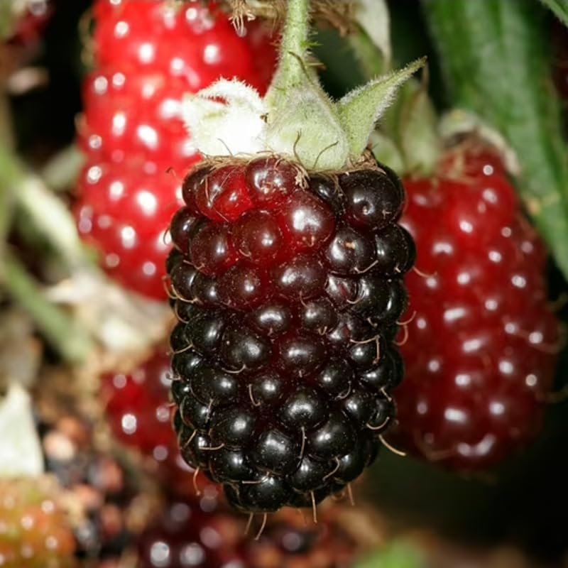Pack 2 Boysenberry Plants Live, Size 5-9 Inch Tall, Boysenberry Fruit Trees Live Plants, Boysenberry Seedlings