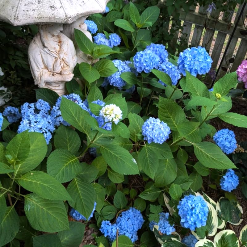 Blue Hydrangea Tree Live Plant, Hydrangea Plant Live Garden, Perennial Flower Shrub Plant,Quart Pot