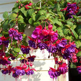 Purple Red Fuchsia Plants Live Hanging Basket, Live Fuchsia Plant Pot, 5 Inches Pot, Hardy Colorful Flower