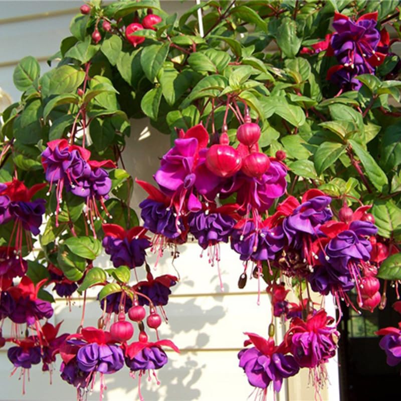 Purple Red Fuchsia Plants Live Hanging Basket, Live Fuchsia Plant Pot, 5 Inches Pot, Hardy Colorful Flower