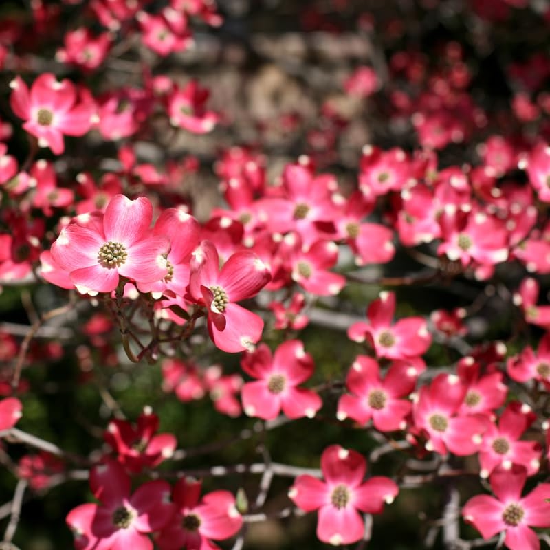 Pink Dogwood Tree Live Plant for Planting, 8-14 Inch Height, Quart Pot Size, Dogwood Live Plant Dogwood Bush Shrub, Dogwood Plant Live, Dogwood Flowers