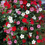 2 Mixed Mandevilla Live Plants, Mandevilla Flowering Vines Trellis, 7-11 Inch Tall Plants for Hanging Baskets, Container and Garden Growing