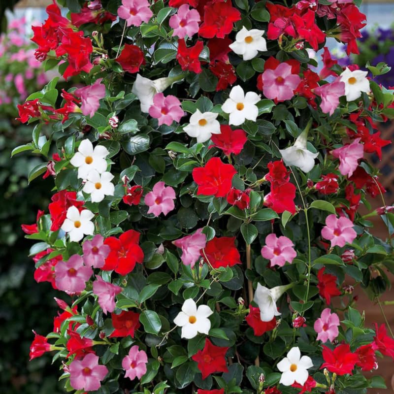 2 Mixed Mandevilla Live Plants, Mandevilla Flowering Vines Trellis, 7-11 Inch Tall Plants for Hanging Baskets, Container and Garden Growing