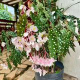 Angel Wing Begonia Live Plant, Polka Dot Begonia Maculata Plants, 4-7" Starter Indoor Outdoor Houseplant Décor, Air-Purifying and Easy Care, Spotted Begonia with White Flowers