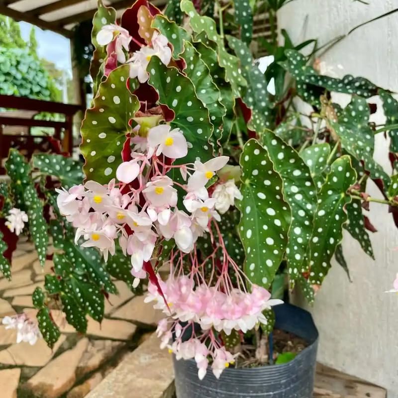 Angel Wing Begonia Live Plant, Polka Dot Begonia Maculata Plants, 4-7" Starter Indoor Outdoor Houseplant Décor, Air-Purifying and Easy Care, Spotted Begonia with White Flowers