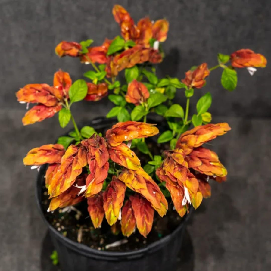 Red Shrimp Plants Live, Seedlings Justica Brandegeana Tree Bush, 5-9 Inches Tall