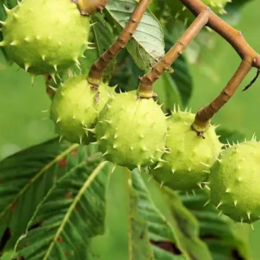 Live Horse Chestnut Tree Plant 3-5 Inch Tall, Chestnut Plant 4" Pot, Hardy Ornamental Plants for Yard