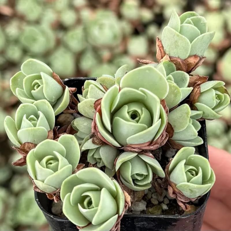 Mountain Rose Cactus Live Plant, Rare Succulent in 2" Pot, Starter Rose Shaped Succulent for Indoor Houseplant Growing
