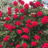 Climbing Bush Roses for Garden, Fragrant and Hardy Rose Plants for Outdoor Planting, No Pot, 5 to 9 Inc Tall Starter Plant Well-Rooted, Red Don Juan Blooms