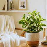 3 Assorted Peperomia Plants Live, Peperomia Houseplant Live Plant Growing Indoor Outdoor, 4 to 6 Inches in Height