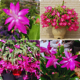 Pink Christmas Cactus Plant Live Christmas Cactus, Holiday Cactus Live Plant, 4 Inc Pot