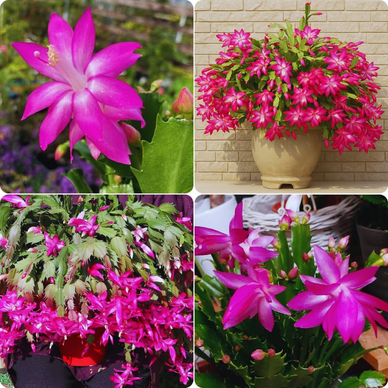 Pink Christmas Cactus Plant Live Christmas Cactus, Holiday Cactus Live Plant, 4 Inc Pot