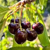 2 Black Cherry Trees Live Plants for Planting, Sweet Cherry Plants Live Fruits Trees, Bareroots Dormant 1-1.5 Feet Tall, Wild Black Cherry Seedlings