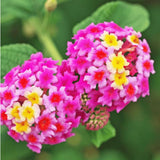 2 Trailing Lantana Plants Live for Indoor Outdoor, 6-9 Inch Tall, Live Lantana Flowers Home Garden (Pink Lantana)