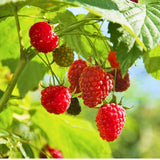Live Red Raspberry Plant in 4 Inches Pot, 6-8 Inches Tall Berry Bushes, Sweet Raspberries Seedling Outdoor Planting