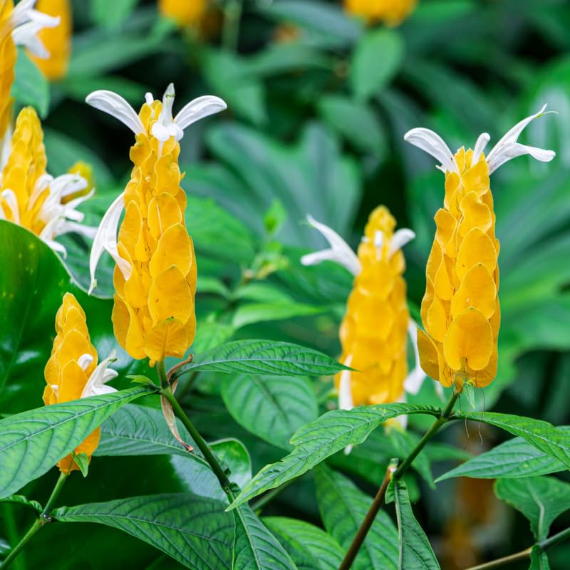 2 Golden Shrimp Plants Live, No Pot, Live Shrimp Plants, 3 to 5 Inc Tall, Shrimp Plant Pot, Shrimp Live Plants for Garden Planting