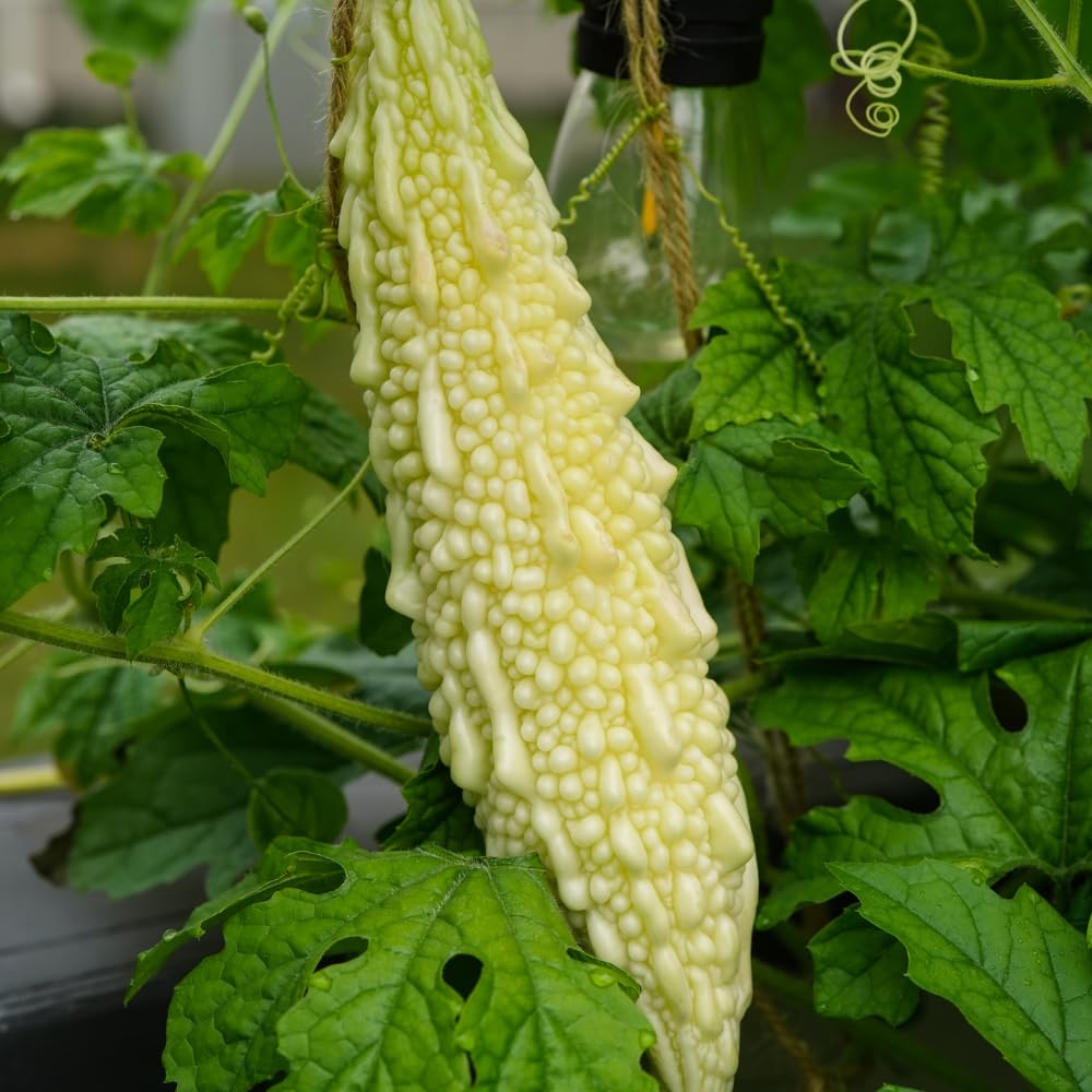 White Jade Bitter Melon Plant Live for Planting, Bitter Melon Live Plant, 6-8 Inc Tall, 4 Inc Pot, Bitter Gourd Vine for Backyard Vegetable Garden