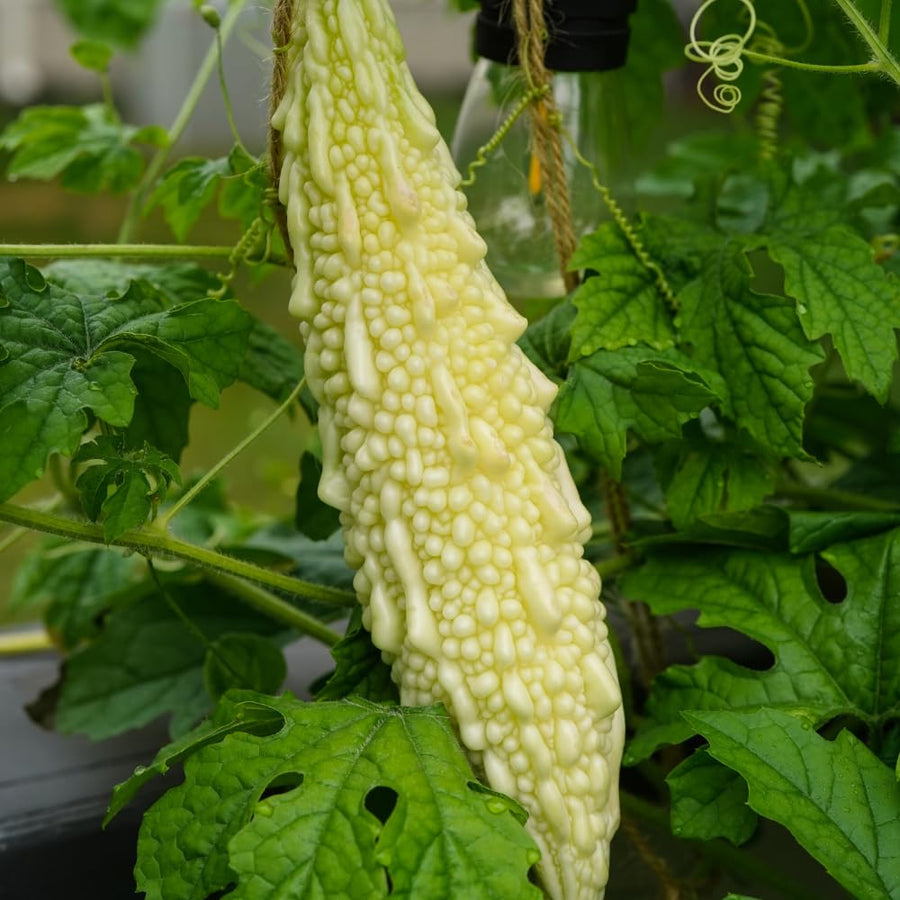 White Jade Bitter Melon Plant Live for Planting, Bitter Melon Live Plant, 6-8 Inc Tall, 4 Inc Pot, Bitter Gourd Vine for Backyard Vegetable Garden