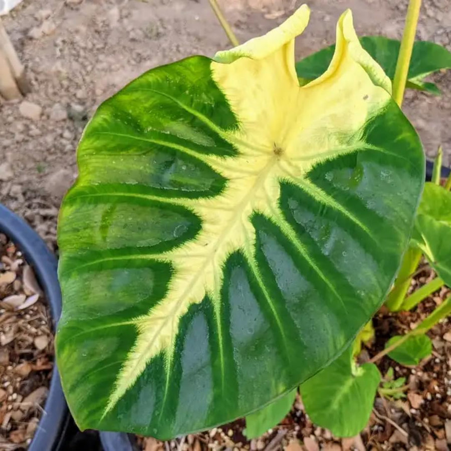 3 Colocasia Plants Live, Elephant Ear Caladium Esculenta Plants, 5 to 8 Inc Tall (Sunrise)