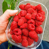 Set 2 Pots Red Raspberry Plants Live for Planting Outdoor, 3 Inch Pot, Perennial Sweet Berries Starter Plants