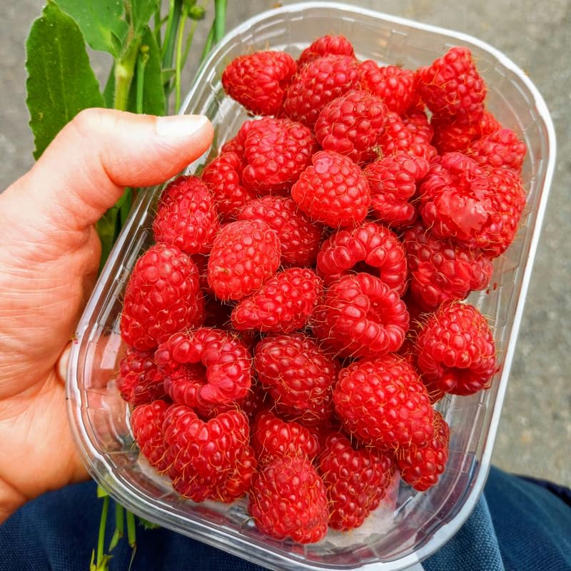 Set 2 Pots Red Raspberry Plants Live for Planting Outdoor, 3 Inch Pot, Perennial Sweet Berries Starter Plants