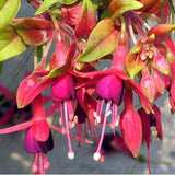 Autumn Fuchsia Plant Live in 5-Inch Pot, Hanging Basket Flower, Hardy Fuchsia Vine for Shade Gardens, USDA Zones 8-11