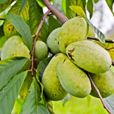10 Months Old Pawpaw Tree Live Plant Seedling for Spring Planting, 6-12 Inches Tall, Quart Pot, Hardy Paw Paw Fruit Trees