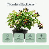 Thornless BlackBerry Plants Cuttings, Well Rooted Cutting 4 Inches Tall, Sweet Berries and High Yield for Edible Garden, Ready for Planting