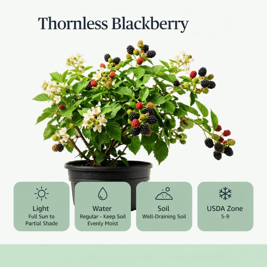 Thornless BlackBerry Plants Cuttings, Well Rooted Cutting 4 Inches Tall, Sweet Berries and High Yield for Edible Garden, Ready for Planting